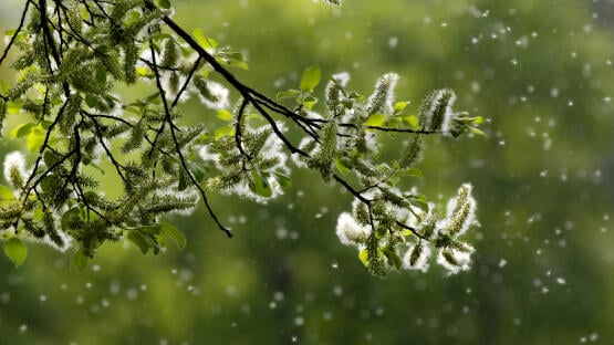 Allergie: Ursachen und Auslöser