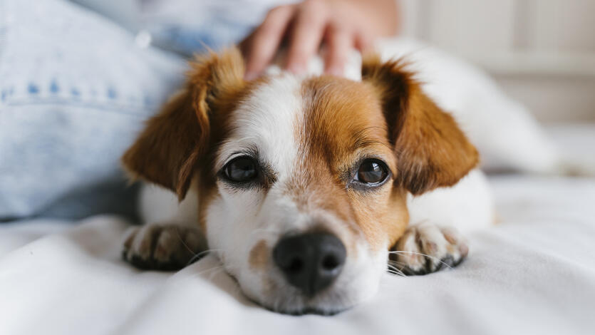 Keine Ersatztiere anschaffen