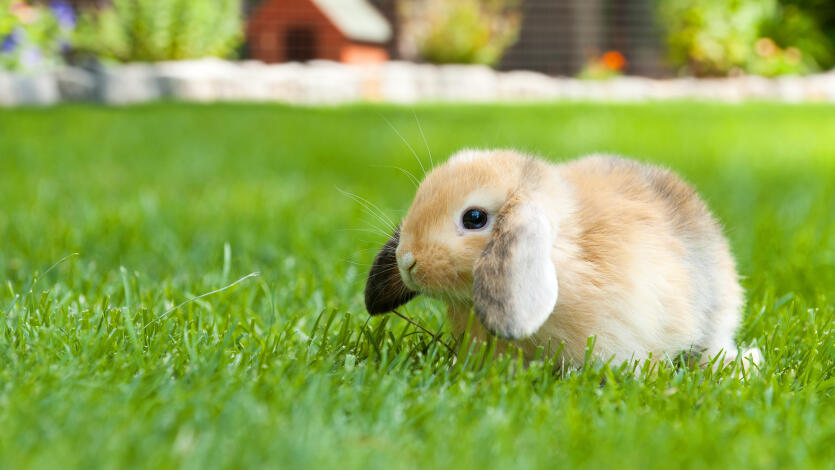 Kontakt zu Tierallergenen reduzieren