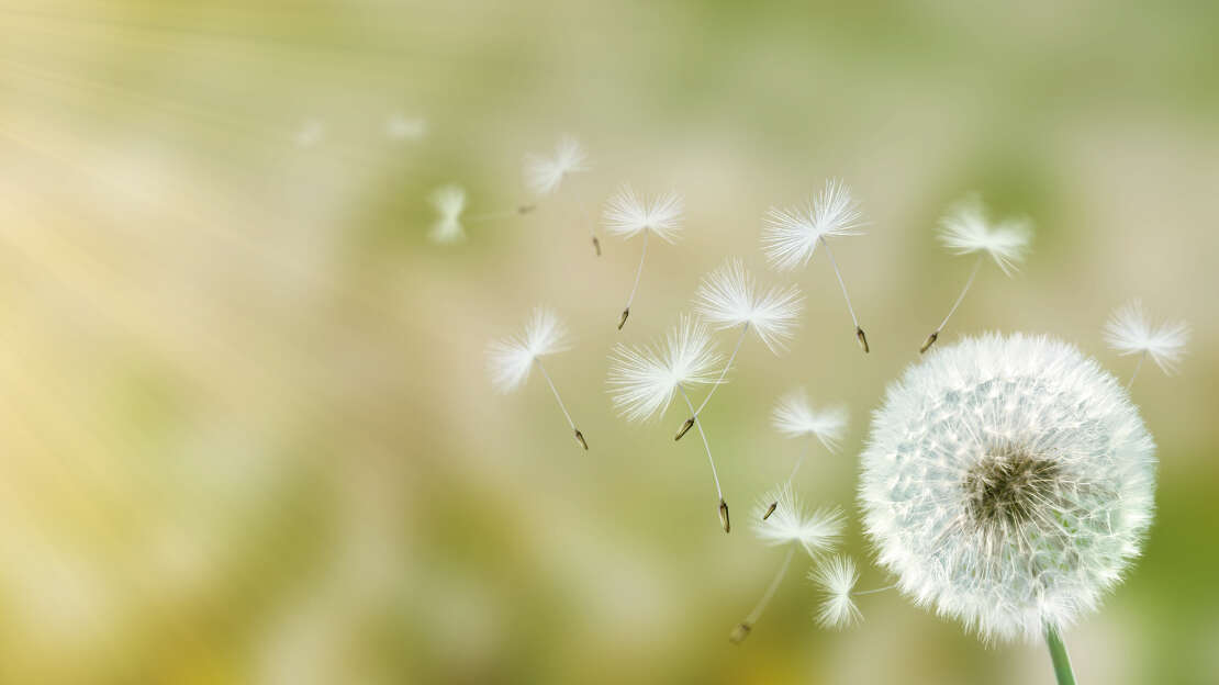 Pollenflugvorhersage: Welche Pollen fliegen heute? | Ratgeber-Allergie.com